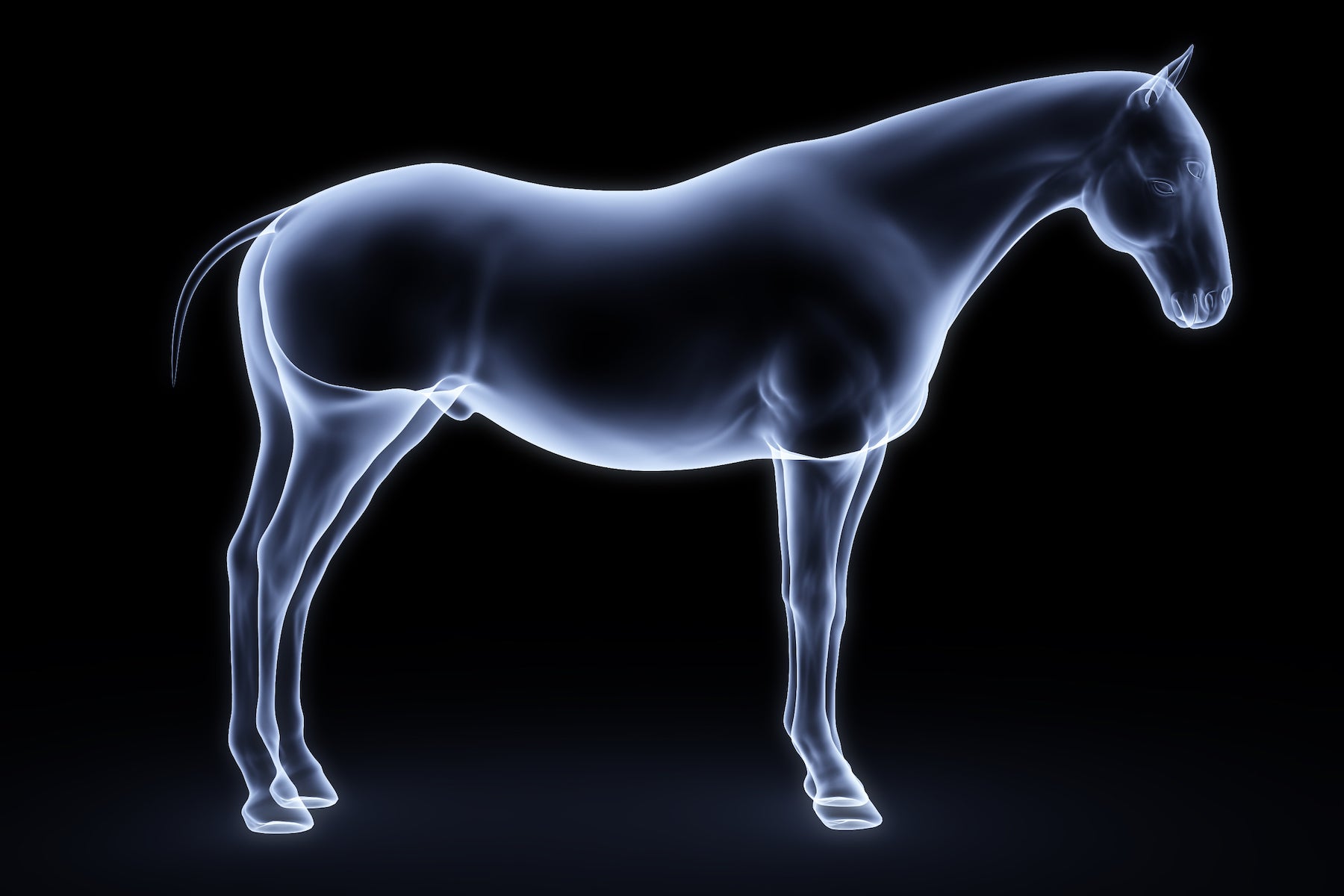 The Role of Bioelectronics In Optimising Equine Rehabilitation & Recovery